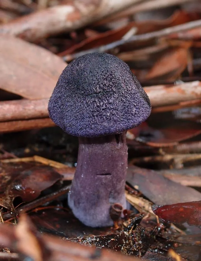 Unique Fungi Only Just Being Discovered In The Australian Bush