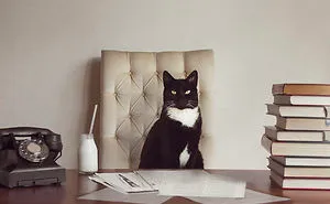 I Made A Career Out Of Annoying Cats