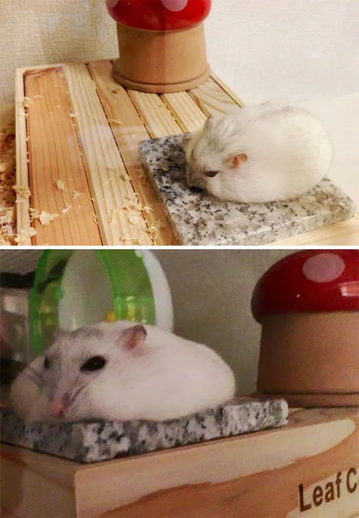 Hamster Cooling Down In Summer