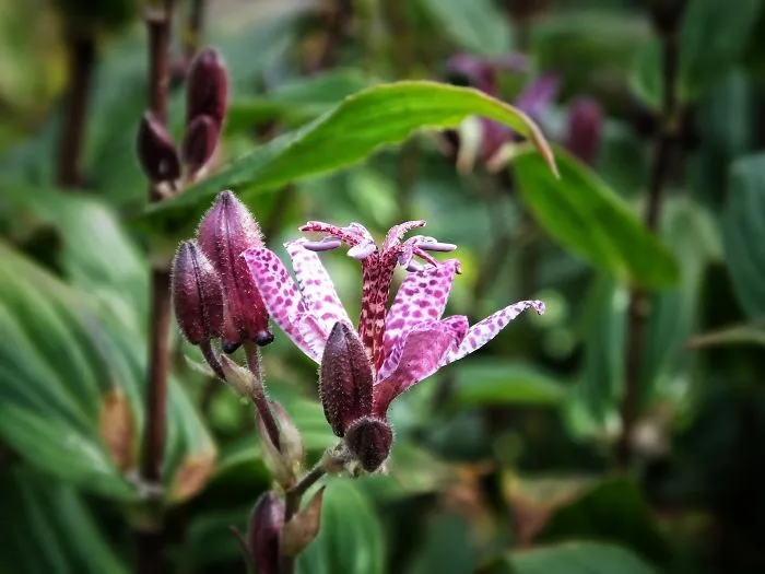 Longing For Summer Flowers