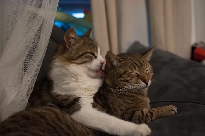 My Cats Were Lucky To Find Their Forever Home, Now They Want To Give A Paw To  Kitties Who Are Less Fortunate