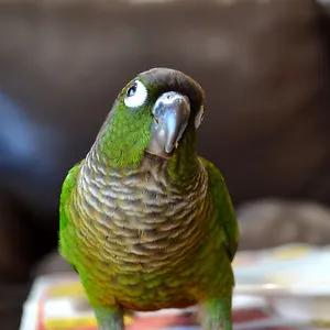 Mochi