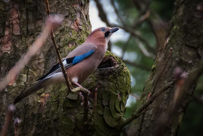 Jay.