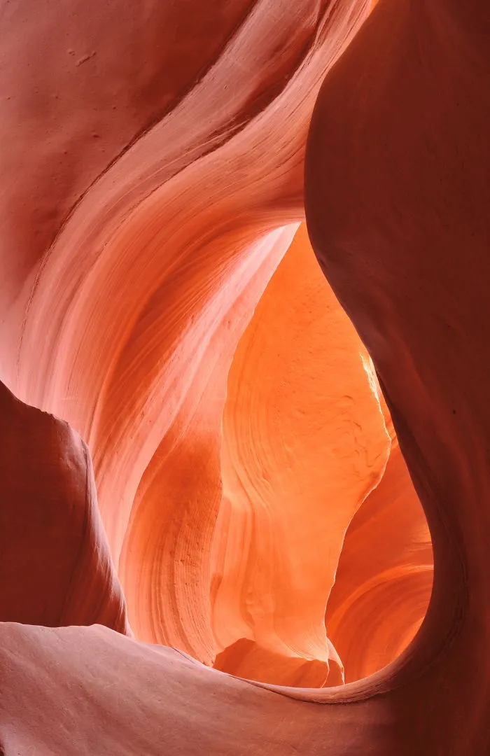Antelope