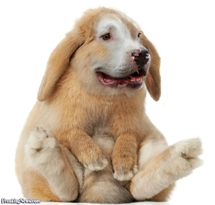 I Love Modifying Animals In Photoshop