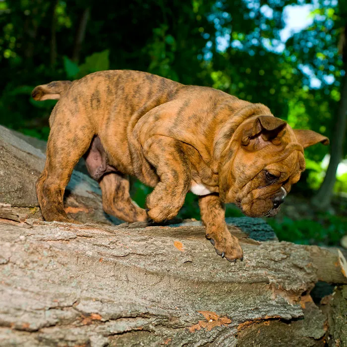 Dogs Romping And Enjoying Spring!