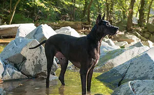 Dogs Romping And Enjoying Spring!