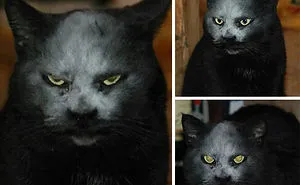 50 Pics Proving That Cats Are Actually Demons