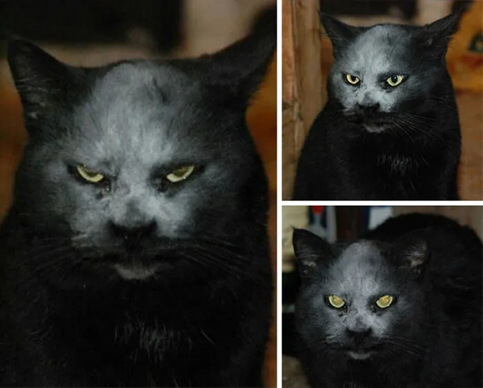 No es un demonio, se ha manchado de harina