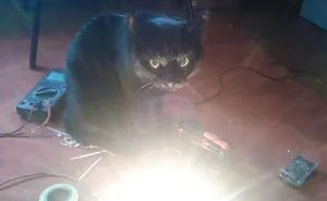 50 Pics Proving That Cats Are Actually Demons