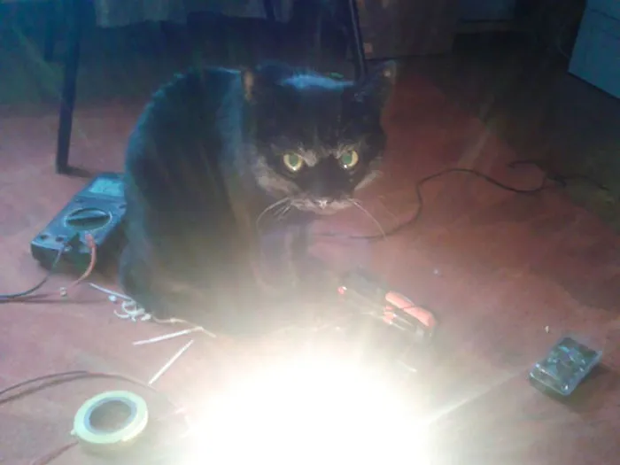 Devil's Cat