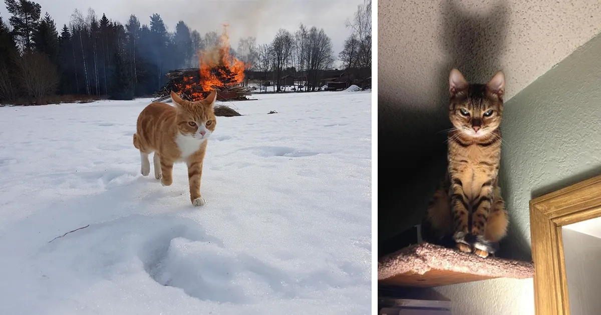 20 Fotos que demuestran que los gatos son el realidad demonios
