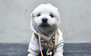 Fours Dresses Your Pets Like Snoop Dogg
