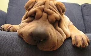 154 Animals That Just Melted (Our Hearts)