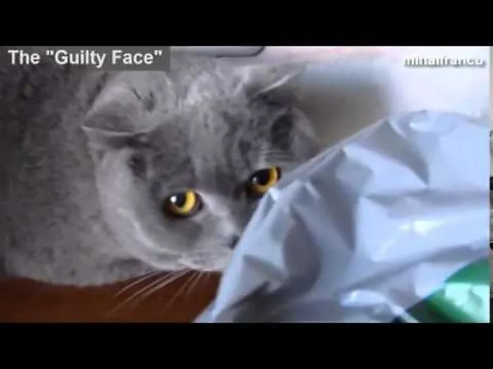 Emoticats: Cats With Funny Faces - Funny Cat Facial Emotions