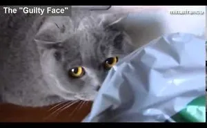 Emoticats: Cats With Funny Faces - Funny Cat Facial Emotions