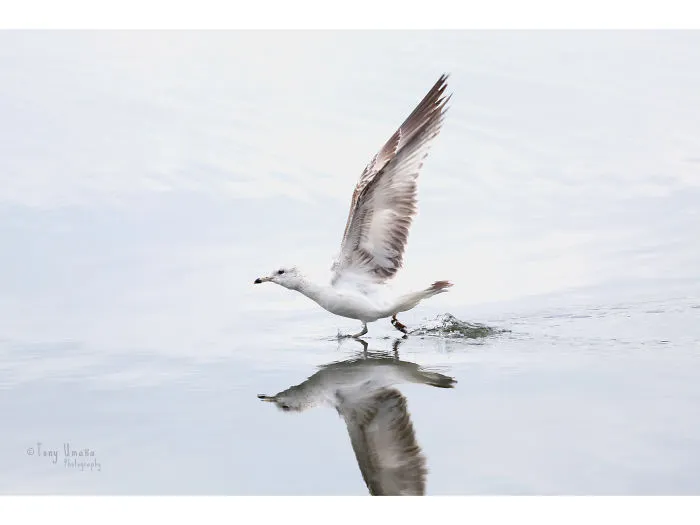 Gaviota Caminante