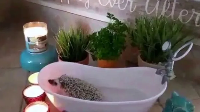 Hedgehogs Need Spa Time, Too.