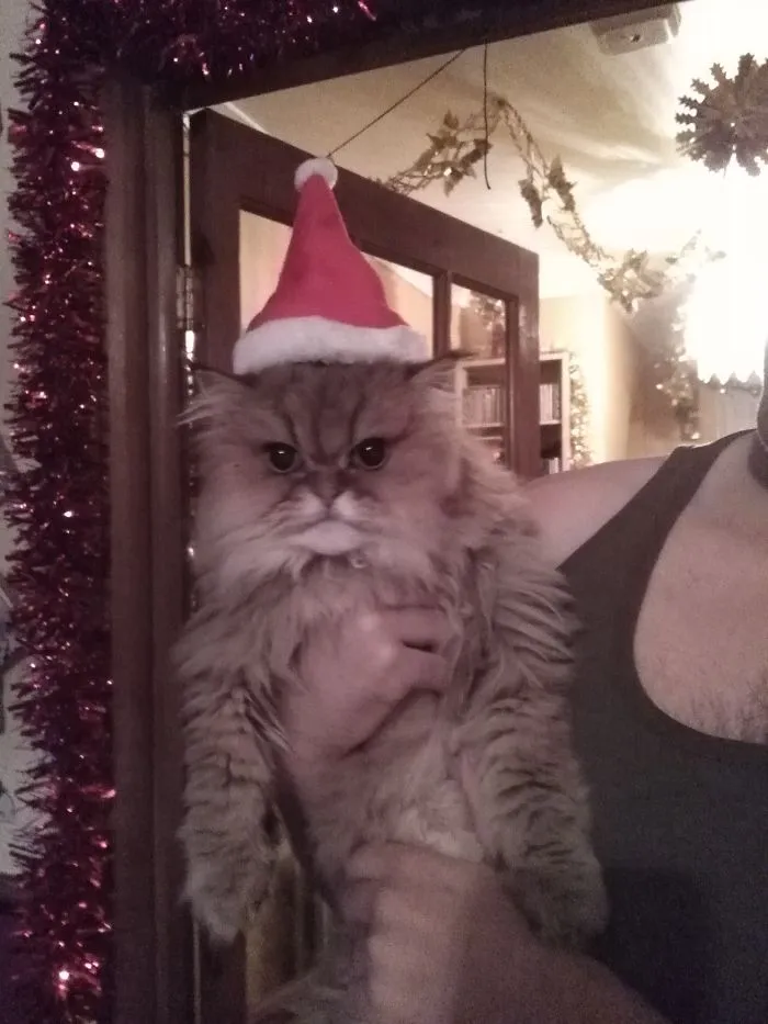 Christmas Alfie