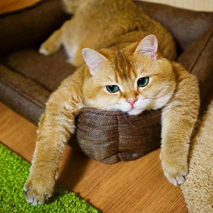 Meet Hosico, Real-Life Puss In Boots