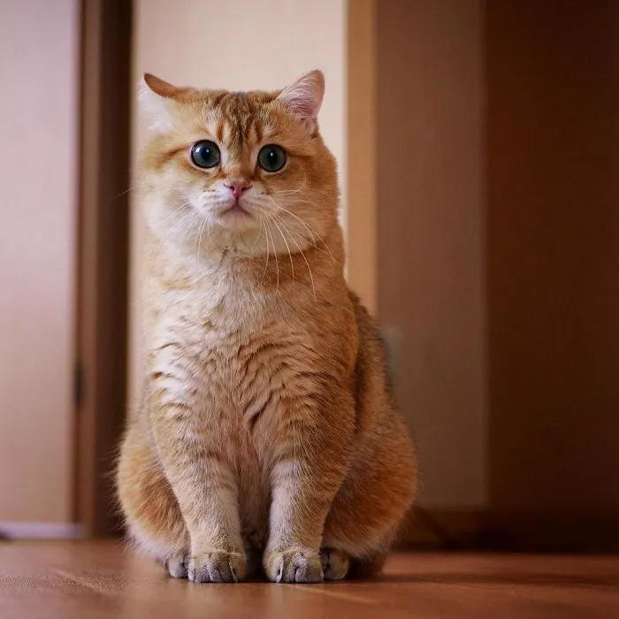 Meet Hosico, Real-Life Puss In Boots