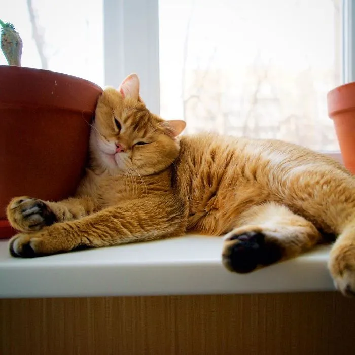 Meet Hosico, Real-Life Puss In Boots