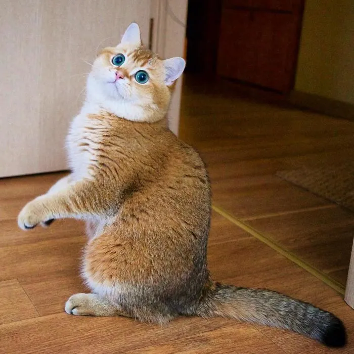 Meet Hosico, Real-Life Puss In Boots