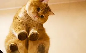 Meet Hosico, Real-Life Puss In Boots