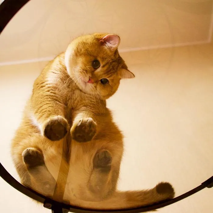 Meet Hosico, Real-Life Puss In Boots