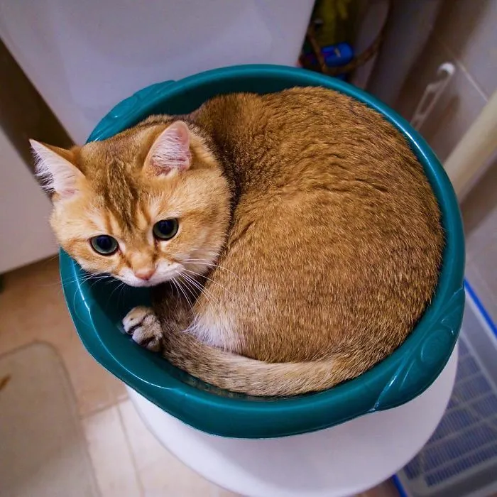 Meet Hosico, Real-Life Puss In Boots