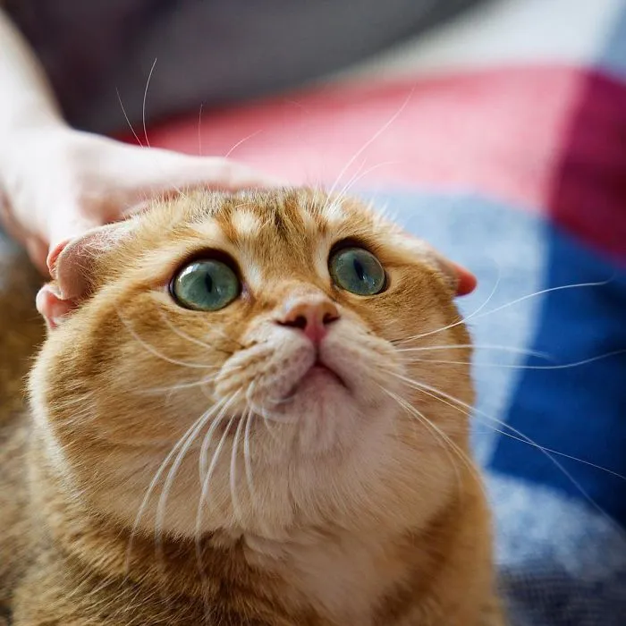 Meet Hosico, Real-Life Puss In Boots