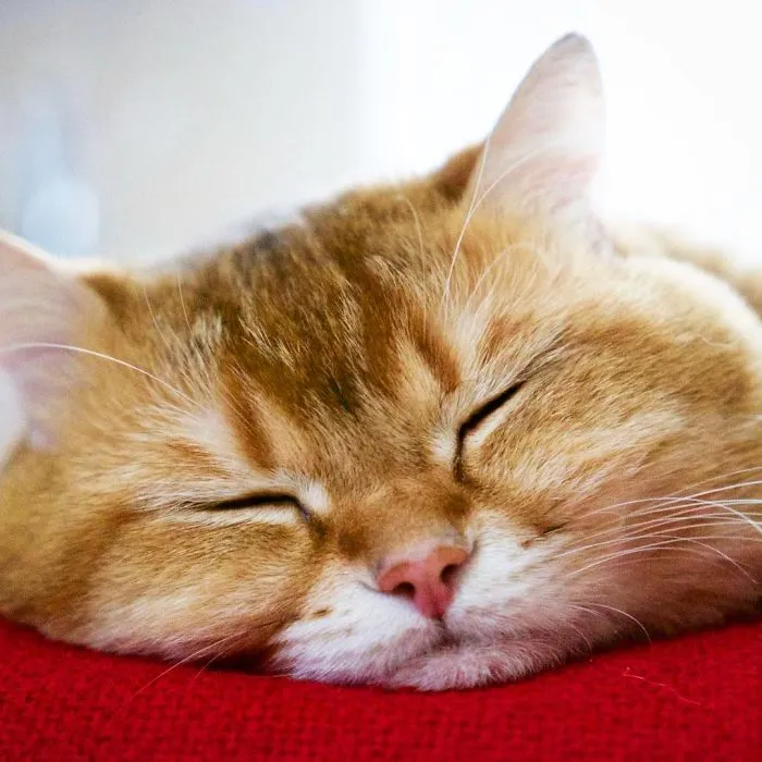 Meet Hosico, Real-Life Puss In Boots