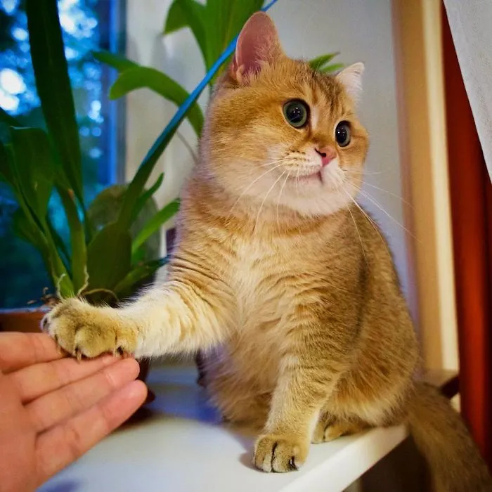 Meet Hosico, Real-Life Puss In Boots
