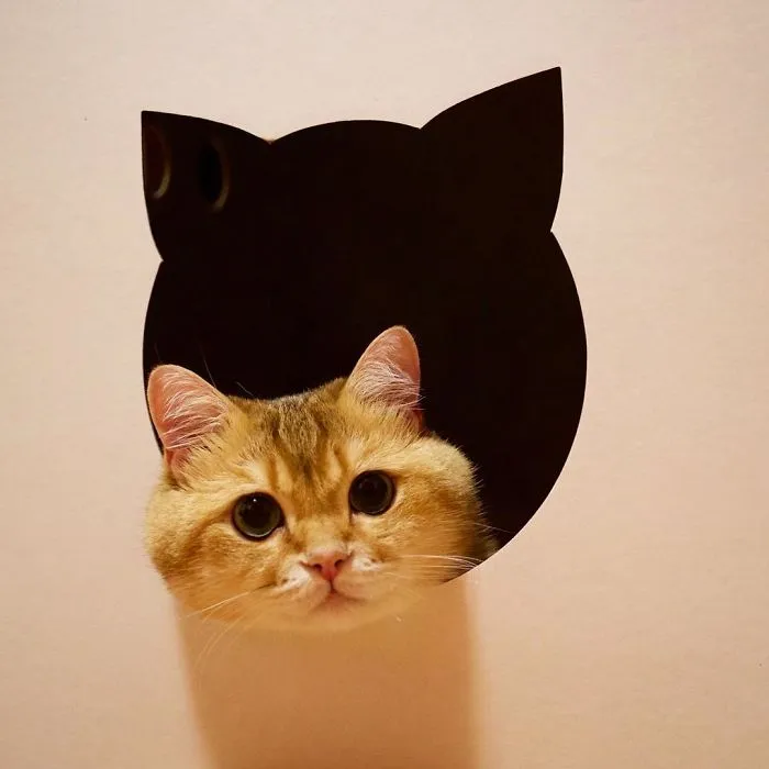Meet Hosico, Real-Life Puss In Boots
