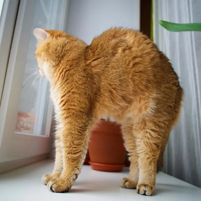 Meet Hosico, Real-Life Puss In Boots