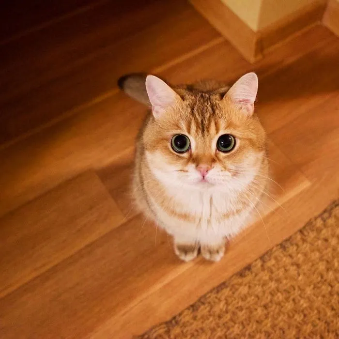 Meet Hosico, Real-Life Puss In Boots