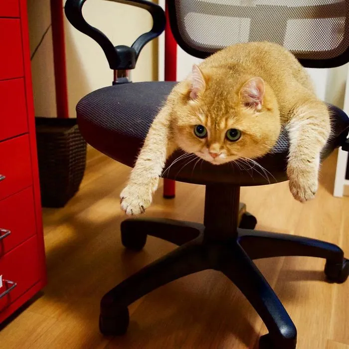 Meet Hosico, Real-Life Puss In Boots