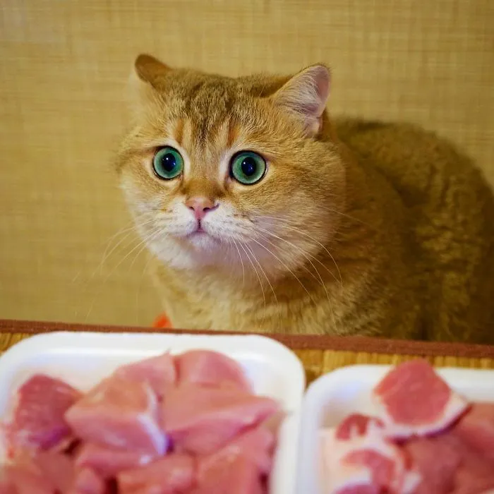 Meet Hosico, Real-Life Puss In Boots