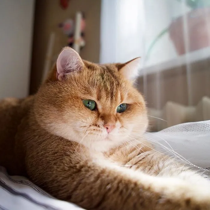Meet Hosico, Real-Life Puss In Boots