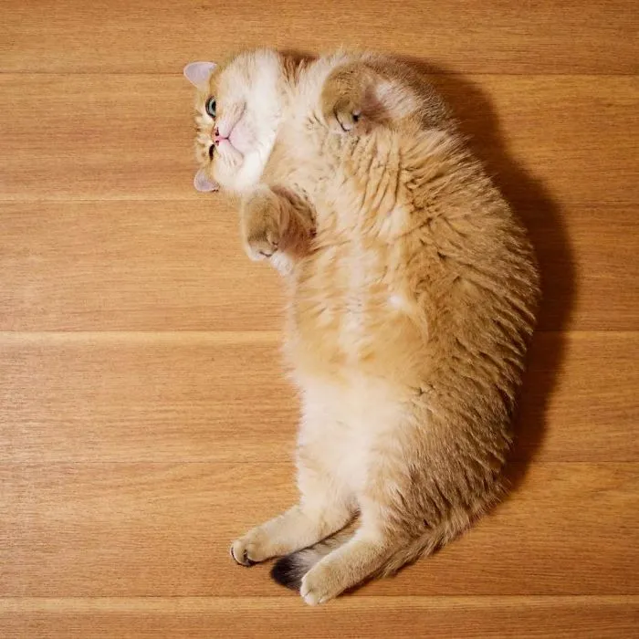 Meet Hosico, Real-Life Puss In Boots