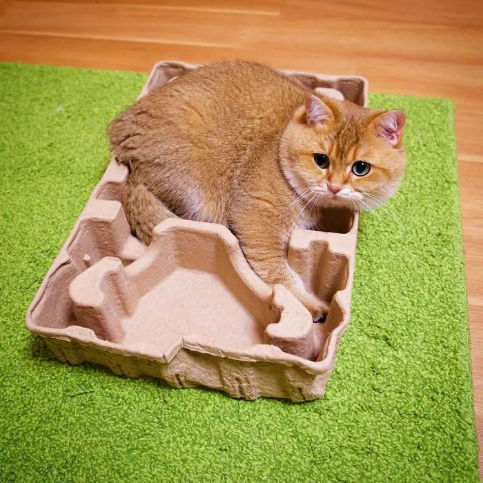 Meet Hosico, Real-Life Puss In Boots