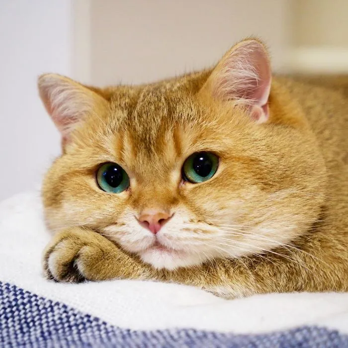 Meet Hosico, Real-Life Puss In Boots