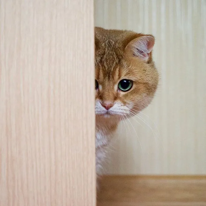 Meet Hosico, Real-Life Puss In Boots
