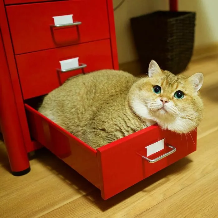 Meet Hosico, Real-Life Puss In Boots
