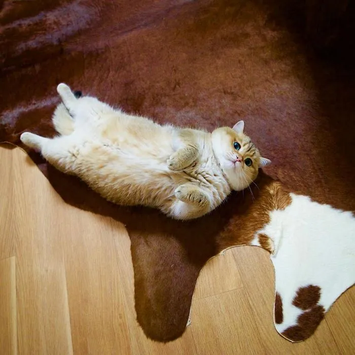Meet Hosico, Real-Life Puss In Boots