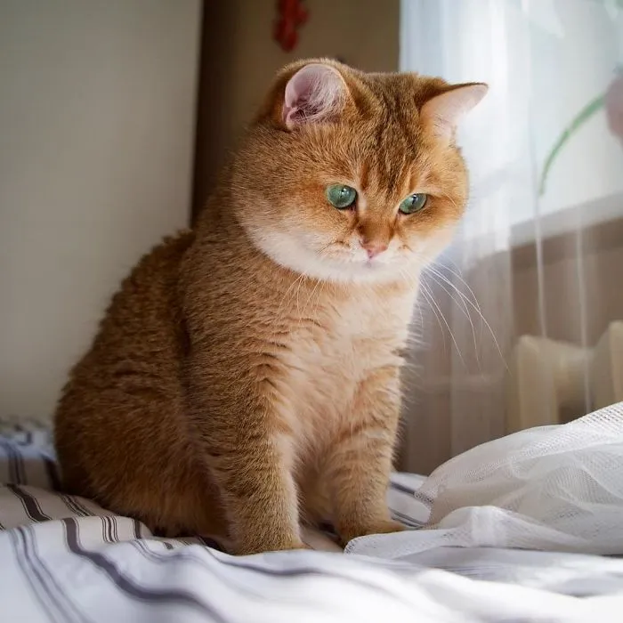 Meet Hosico, Real-Life Puss In Boots