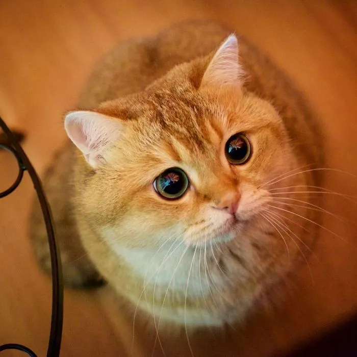Meet Hosico, Real-Life Puss In Boots