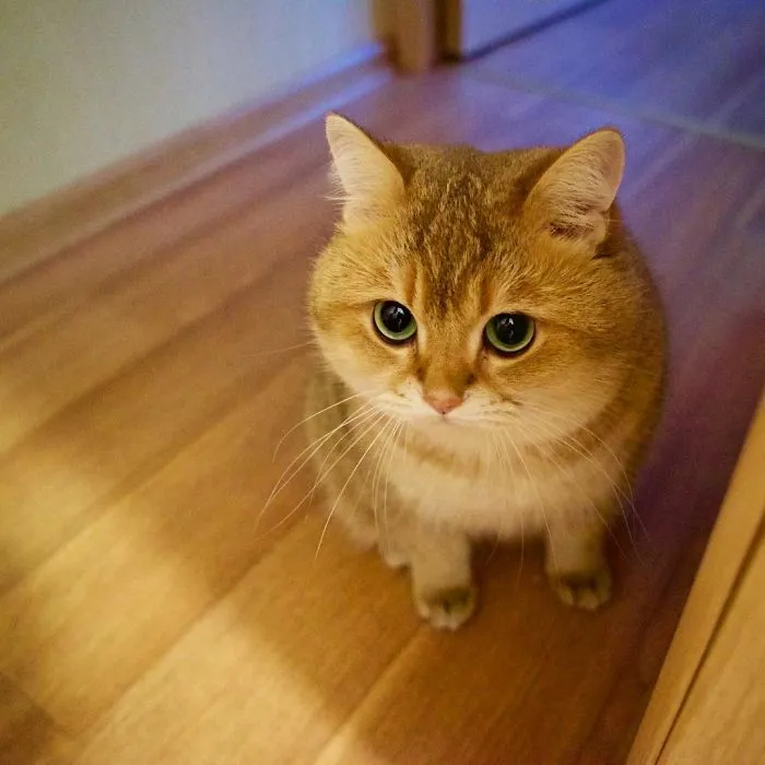 Meet Hosico, Real-Life Puss In Boots