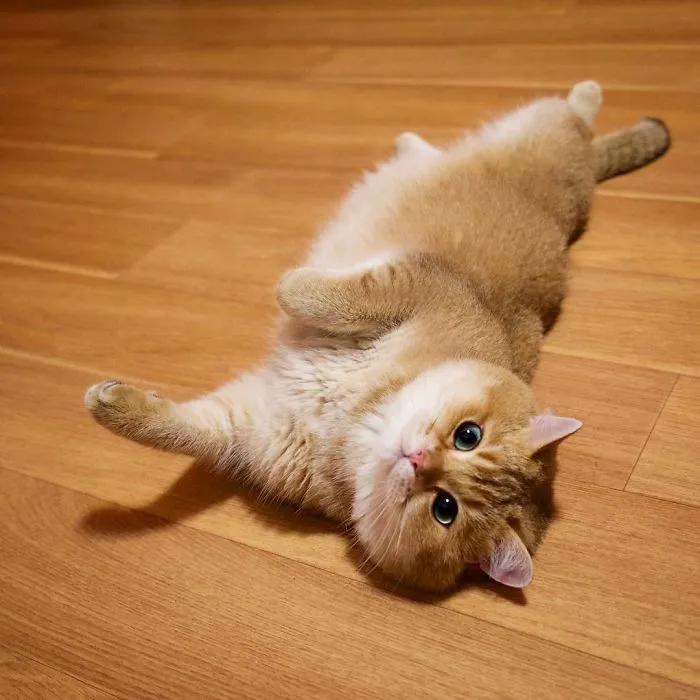 Meet Hosico, Real-Life Puss In Boots