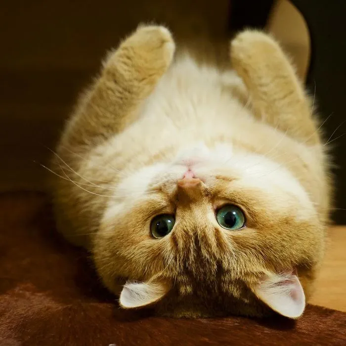 Meet Hosico, Real-Life Puss In Boots